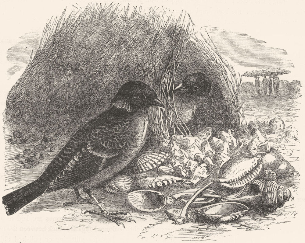 BIRDS. Raven. Starling. Spotted Collar Bird c1870 old antique print picture